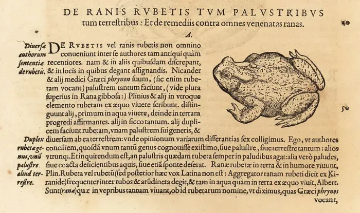 Framed Print : Species of toad, possibly the common toad Framed Print : Species of toad, possibly the common toad