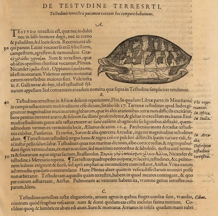 Framed Print : Species of tortoise, possibly the Greek tortoise Framed Print : Species of tortoise, possibly the Greek tortoise