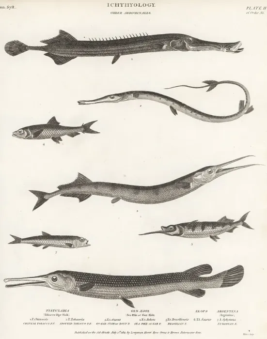 Framed Print : Species of trumpetfish, garfish, ballyhoo, etc Framed Print : Species of trumpetfish, garfish, ballyhoo, etc