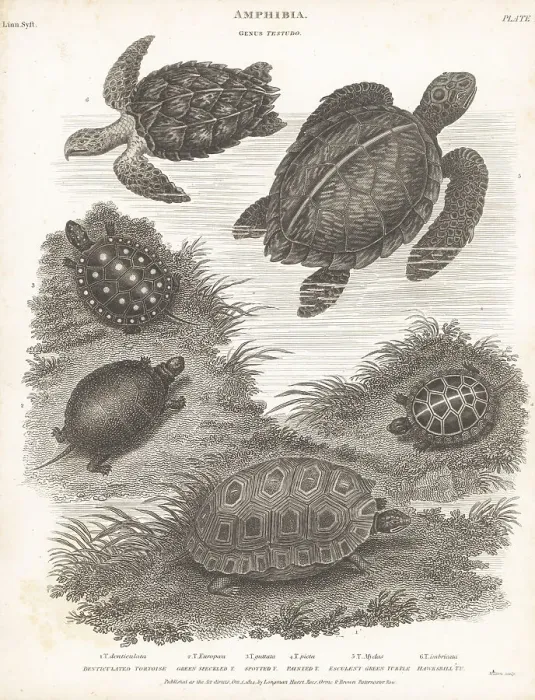 Framed Print : Species of turtles and tortoises Framed Print : Species of turtles and tortoises
