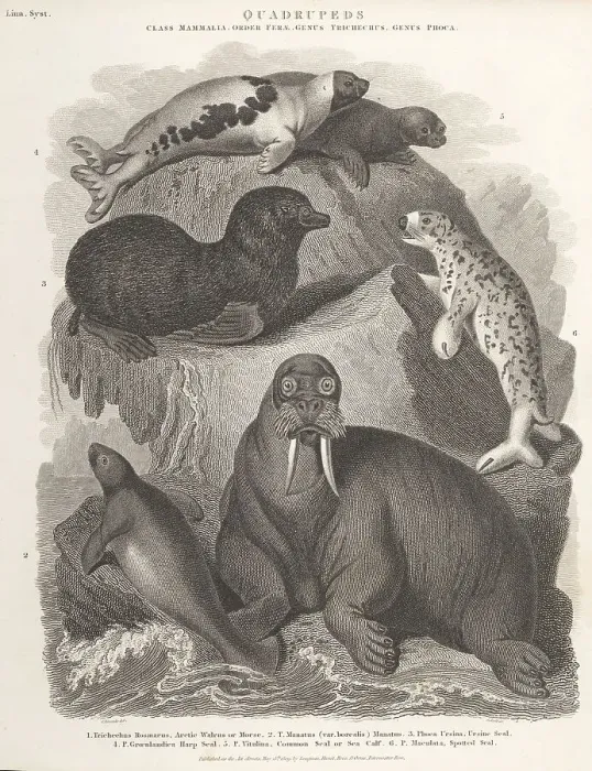 Framed Print : Species of walrus, manatee and seals Framed Print : Species of walrus, manatee and seals