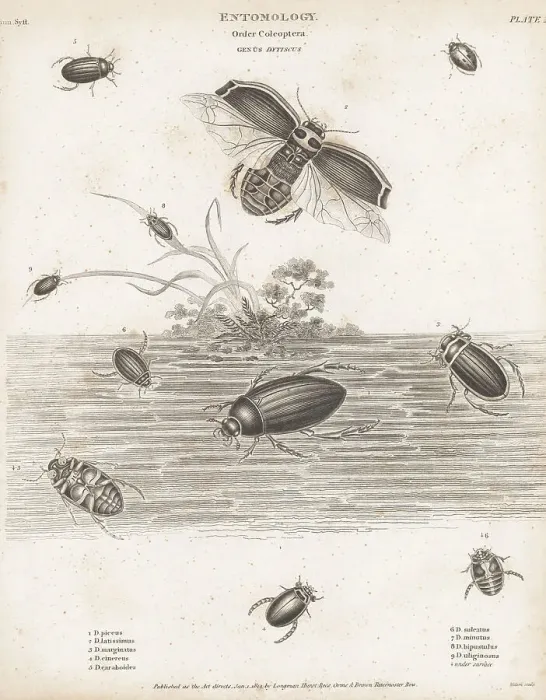 Framed Print : Species of water beetles Framed Print : Species of water beetles