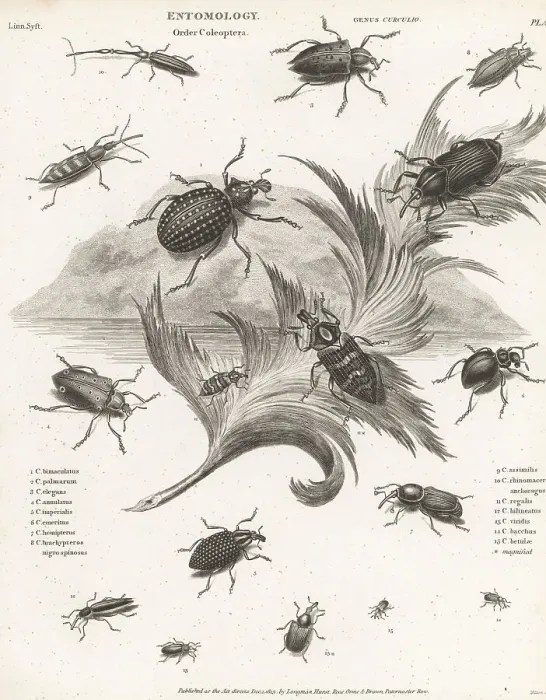 Framed Print : Species of weevils Framed Print : Species of weevils