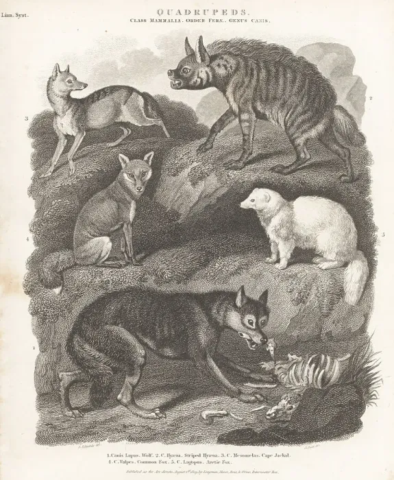 Framed Print : Species of wolf, hyaena, and fox Framed Print : Species of wolf, hyaena, and fox