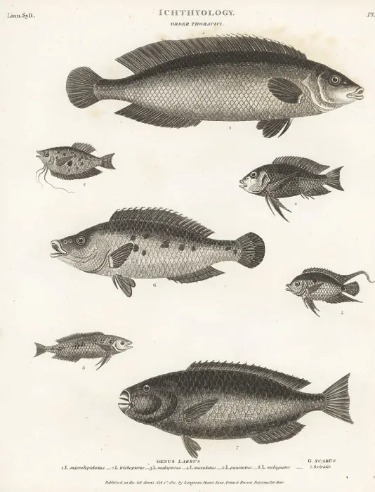 Framed Print : Species of wrasse, gourami, leaffish, etc Framed Print : Species of wrasse, gourami, leaffish, etc