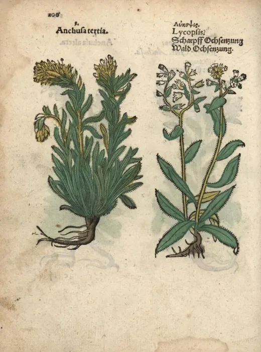 Framed Print : Species of yellow bugloss, Anchusa officinalis Framed Print : Species of yellow bugloss, Anchusa officinalis