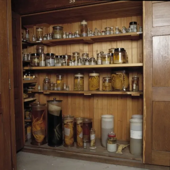 Framed Print : Specimen jars containing crustaceans Framed Print : Specimen jars containing crustaceans