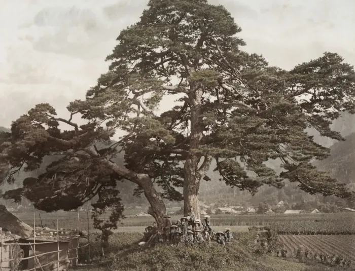 Framed Print : Specimen tree, on the Nakasendo Road, Japan Framed Print : Specimen tree, on the Nakasendo Road, Japan