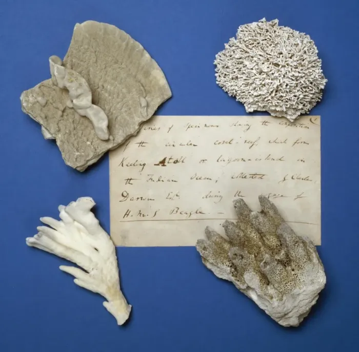 Framed Print : Specimens from the Cocos-Keeling Atol Framed Print : Specimens from the Cocos-Keeling Atol