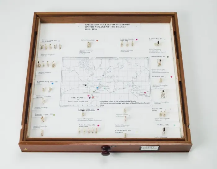 Framed Print : Specimens collected by Darwin on the voyage of the Beagle 18 Framed Print : Specimens collected by Darwin on the voyage of the Beagle 18