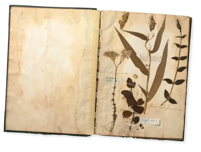 Framed Print : Specimens (including butterflies) from the Paul Hermann Coll