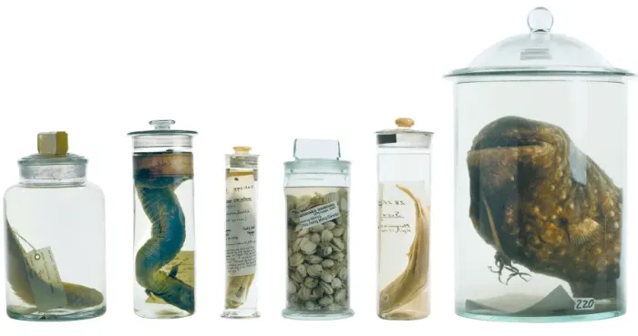 Framed Print : Specimens in spirit jars Framed Print : Specimens in spirit jars