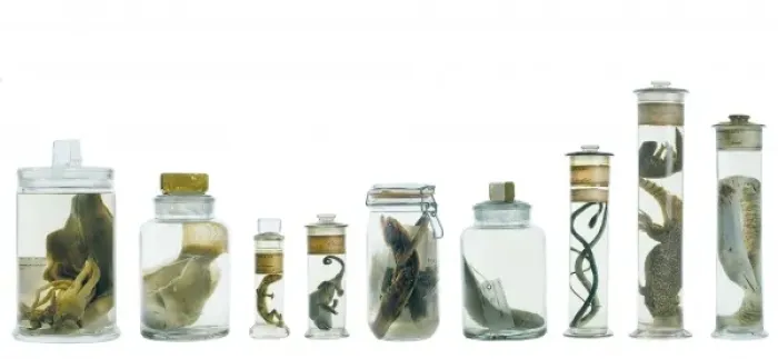 Framed Print : Specimens in spirit jars Framed Print : Specimens in spirit jars
