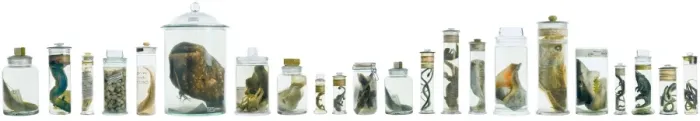 Framed Print : Specimens in spirit jars Framed Print : Specimens in spirit jars