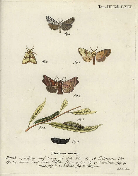 Speckled footman, Staurophora celsia and herald moth