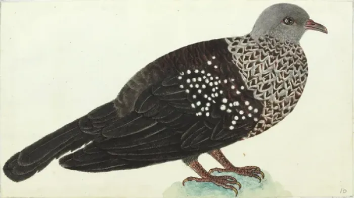 Framed Print : Speckled wood pigeon, Columba hodgsonii Framed Print : Speckled wood pigeon, Columba hodgsonii