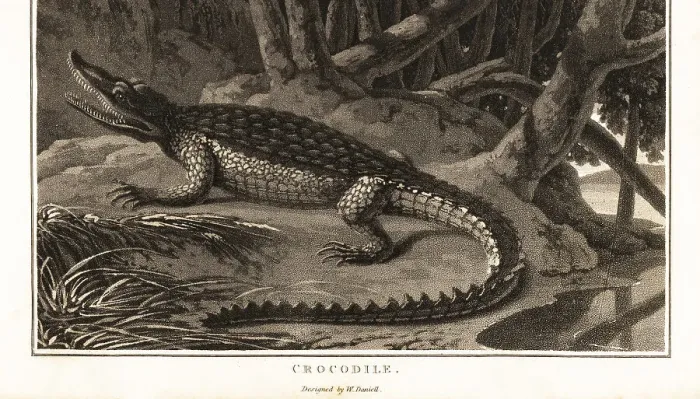 Framed Print : Spectacled caiman, Caiman crocodilus Framed Print : Spectacled caiman, Caiman crocodilus