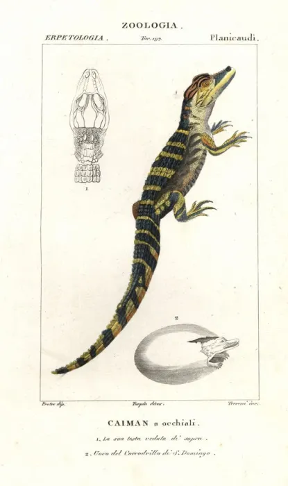 Framed Print : Spectacled caiman and hatching egg of the American crocodile Framed Print : Spectacled caiman and hatching egg of the American crocodile