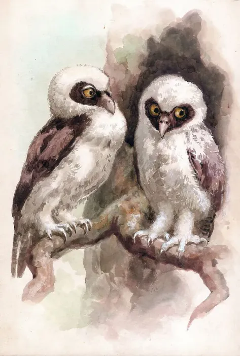 Framed Print : Spectacled Owls Framed Print : Spectacled Owls