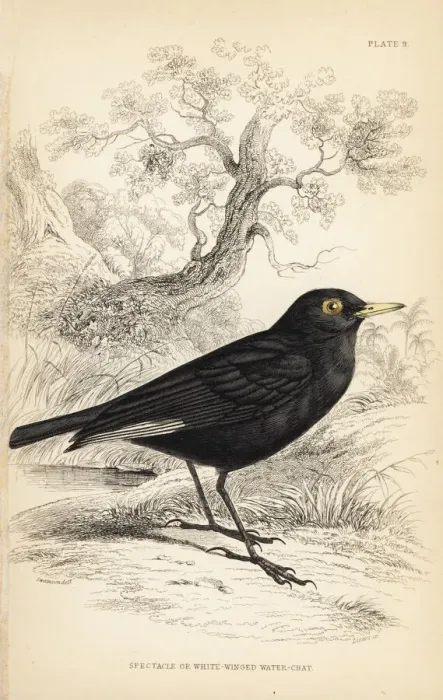 Framed Print : Spectacled tyrant, Hymenops perspicillatus Framed Print : Spectacled tyrant, Hymenops perspicillatus