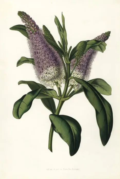 Framed Print : Speedwell hybrid, Veronica x andersonii Framed Print : Speedwell hybrid, Veronica x andersonii