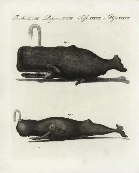 Framed Print : Sperm or trump whale, Physeter macrocephalus Framed Print : Sperm or trump whale, Physeter macrocephalus
