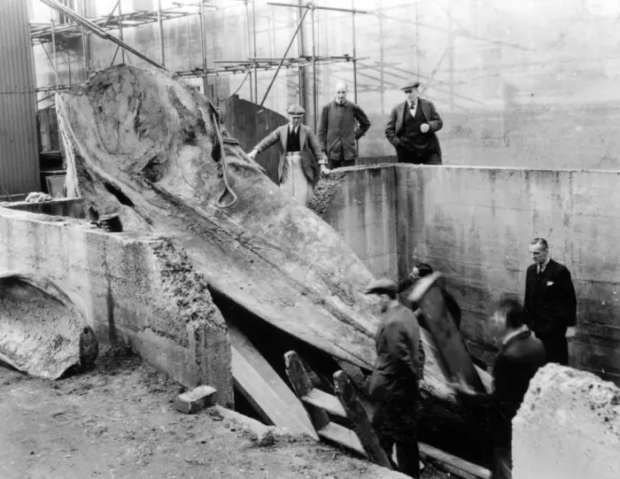 Framed Print : Sperm whale excavation, Natural History Museum, 1938 Framed Print : Sperm whale excavation, Natural History Museum, 1938