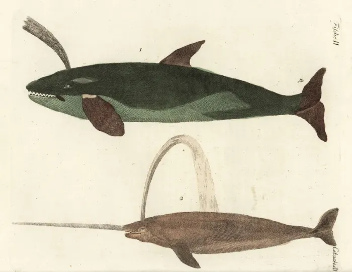 Framed Print : Sperm whale and narwhal Framed Print : Sperm whale and narwhal