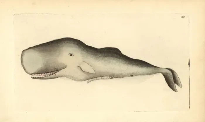 Framed Print : Sperm whale, Physeter macrocephalus Framed Print : Sperm whale, Physeter macrocephalus