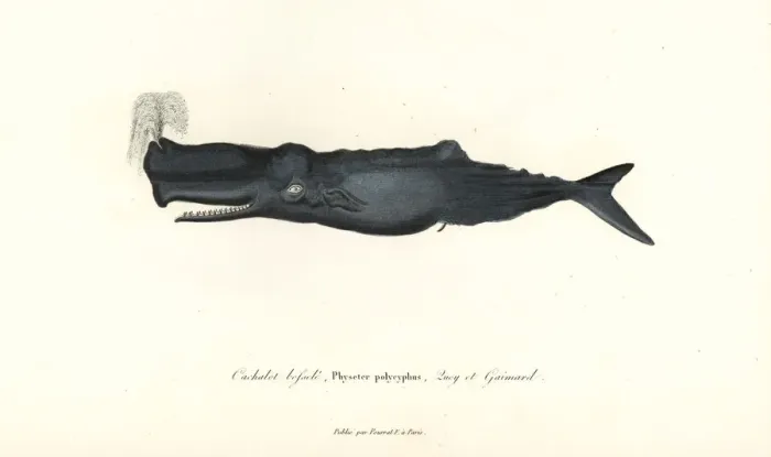 Framed Print : Sperm whale, Physeter macrocephalus Framed Print : Sperm whale, Physeter macrocephalus