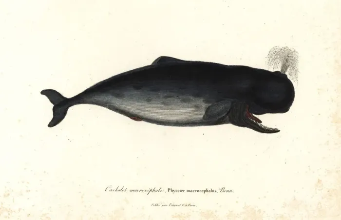Framed Print : Sperm whale, Physeter macrocephalus Framed Print : Sperm whale, Physeter macrocephalus