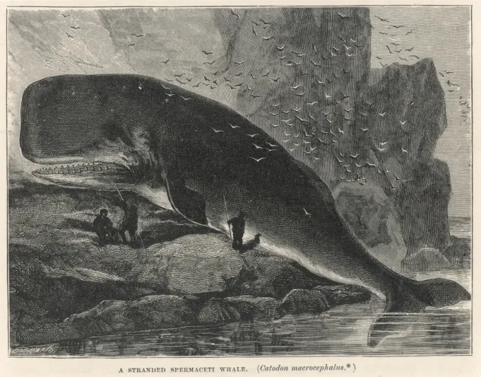 Framed Print : Sperm Whale on Rocks Framed Print : Sperm Whale on Rocks