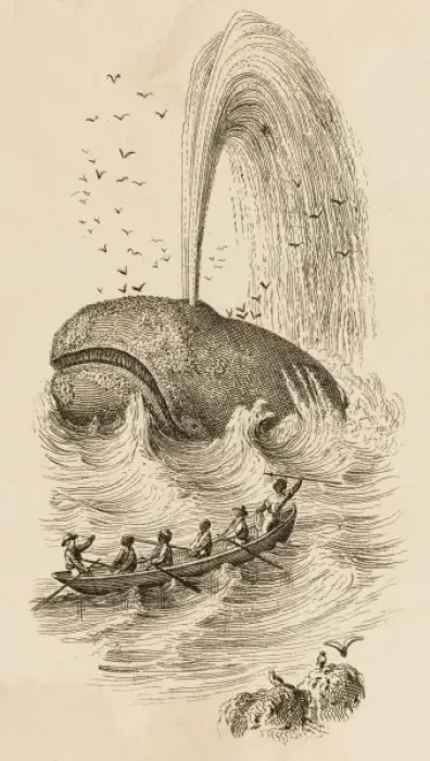Framed Print : Sperm Whales Caught Framed Print : Sperm Whales Caught
