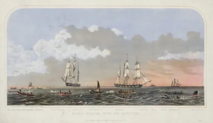 Framed Print : Sperm whaling with its varieties Framed Print : Sperm whaling with its varieties
