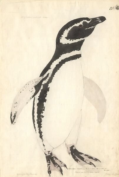 Spheniscus magellanicus, Magellanic penguin