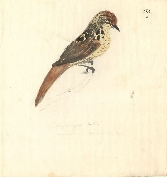 Sphenoeacus afer, Cape grassbird