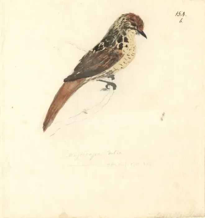 Framed Print : Sphenoeacus afer, Cape grassbird Framed Print : Sphenoeacus afer, Cape grassbird