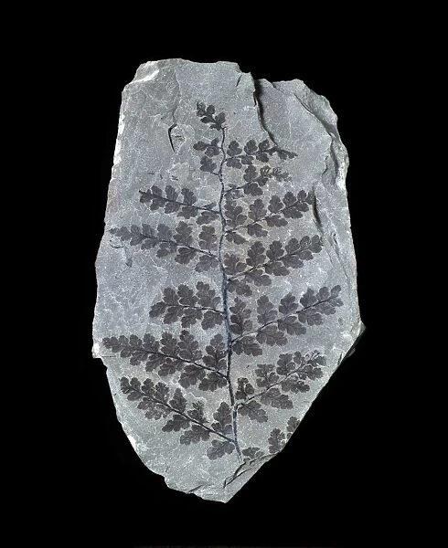 Sphenopteris laurenti, fossil fern