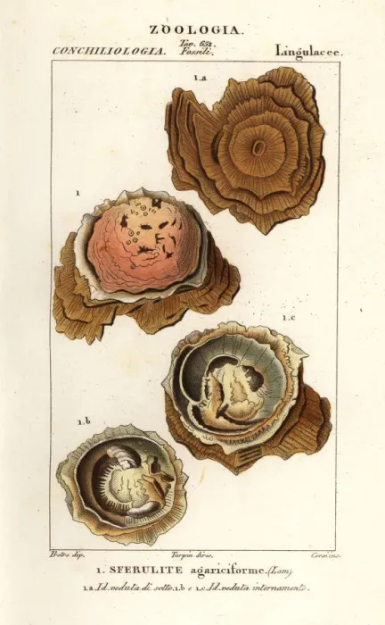 Framed Print : Spherulites agariciformis Framed Print : Spherulites agariciformis