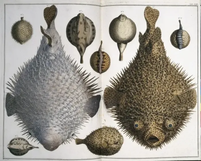 Framed Print : Sphoeroides sp. pufferfish Framed Print : Sphoeroides sp. pufferfish