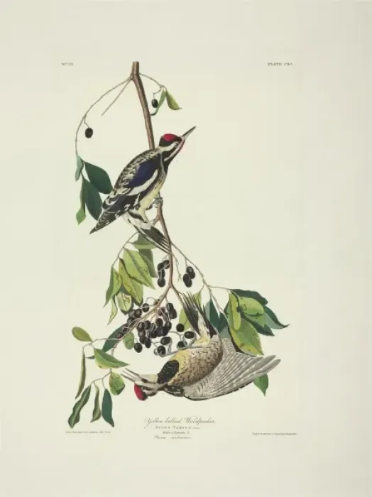 Framed Print : Sphyrapicus varius, yellow-bellied sapsucker Framed Print : Sphyrapicus varius, yellow-bellied sapsucker