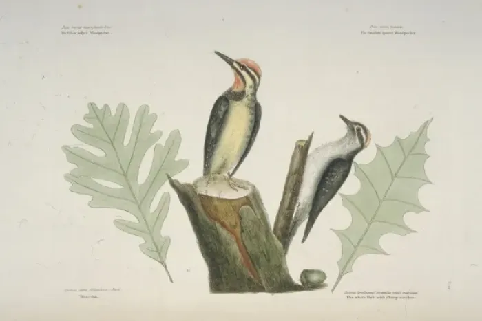 Framed Print : Sphyrapicus varius, yellow-bellied sapsucker, Picoides pubesc Framed Print : Sphyrapicus varius, yellow-bellied sapsucker, Picoides pubesc