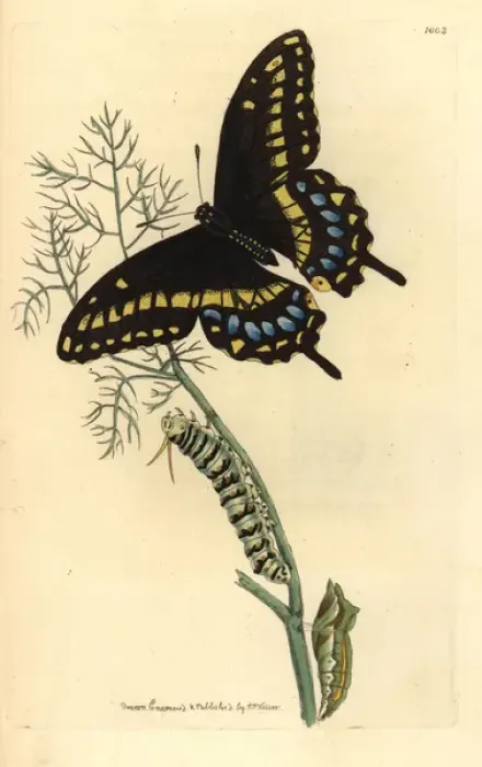 Framed Print : Spicebush swallowtail, Papilio troilus Framed Print : Spicebush swallowtail, Papilio troilus