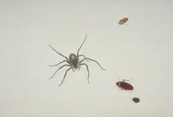 Framed Print : Spider and beetles illustration Framed Print : Spider and beetles illustration