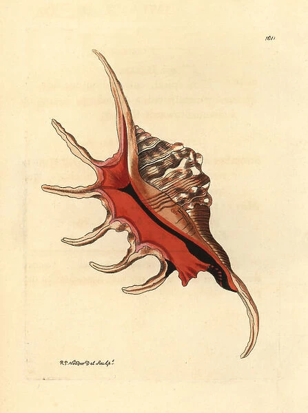Spider conch shell, Lambis lambis
