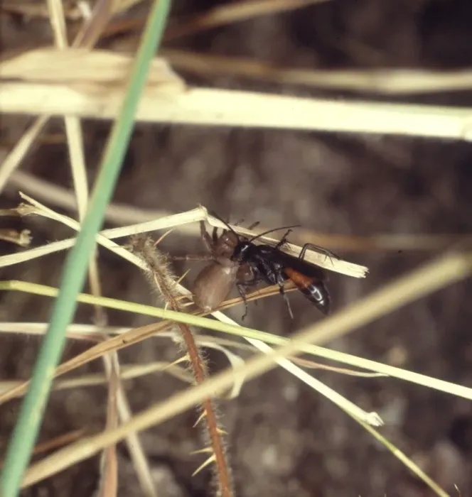 Framed Print : Spider-hunting wasp Framed Print : Spider-hunting wasp
