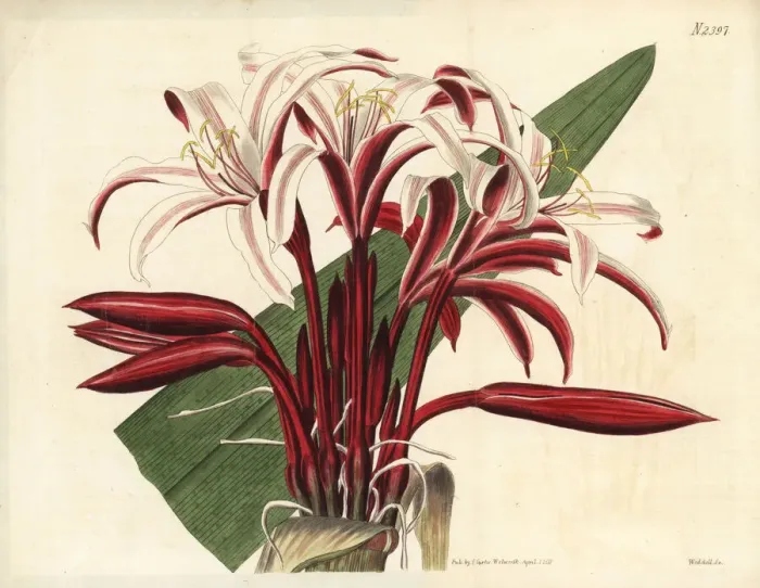 Framed Print : Spider lily, Crinum amabile Framed Print : Spider lily, Crinum amabile
