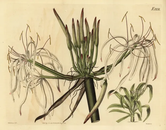 Framed Print : Spider lily, Crinum asiaticum