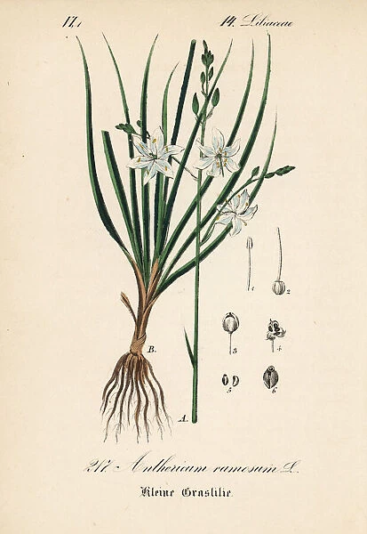 Spider plant, Anthericum ramosum