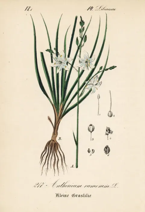Framed Print : Spider plant, Anthericum ramosum Framed Print : Spider plant, Anthericum ramosum